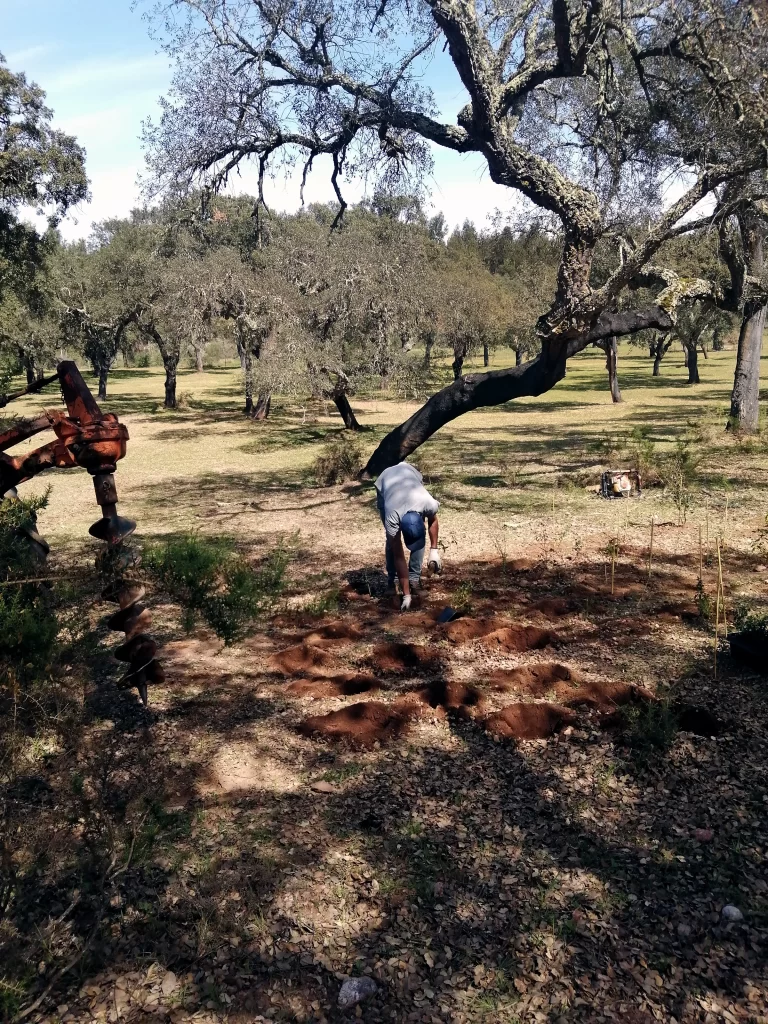 Plantação de espécies nativas para criação de pequena mancha de bosquete