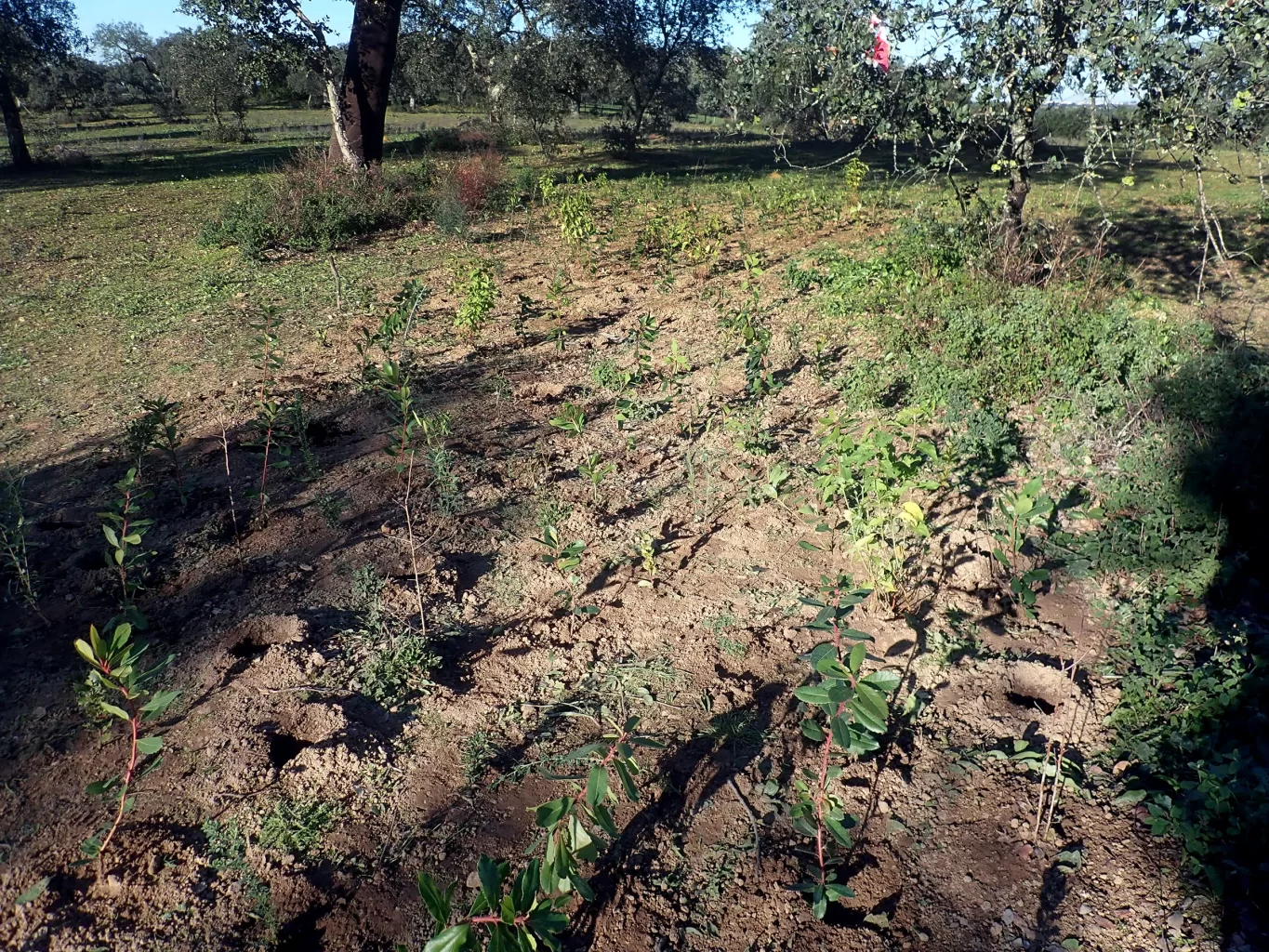 Plantação de espécies nativas para criação de pequena mancha de bosquete